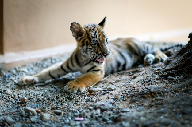 Молодые тигры на природе