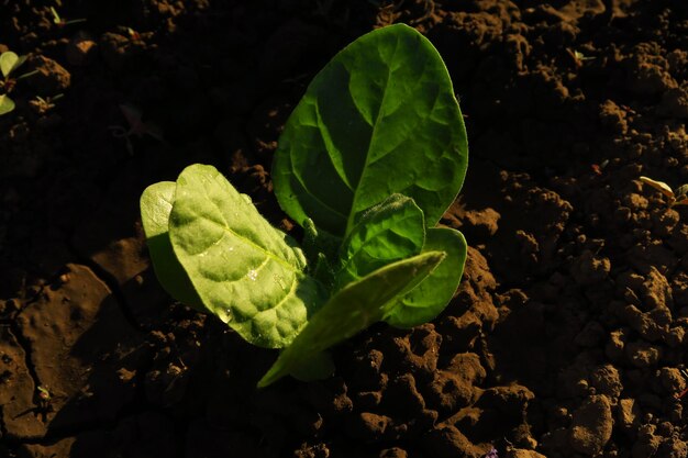 Photo a young tobacco bush grows on a tobacco farm