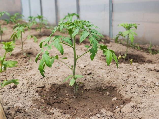 太陽の下で若いトマトの茂み。