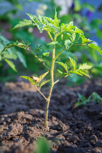 young tomato plant on the bed. growing tomatoes in the garden and greenhouse.