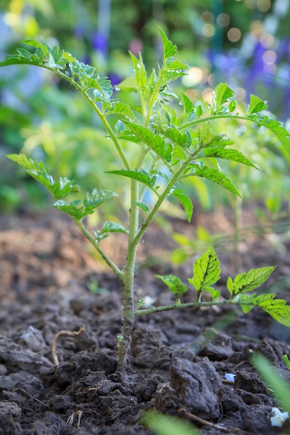 young tomato plant on the bed. growing tomatoes in the garden and greenhouse.