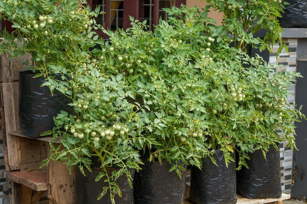 Young tomato plant in black plastic pots concept of growing vegetables in a garden and food