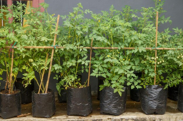 黒いプラスチックのポットの若いトマトの植物 庭で野菜を育てる概念と食べ物