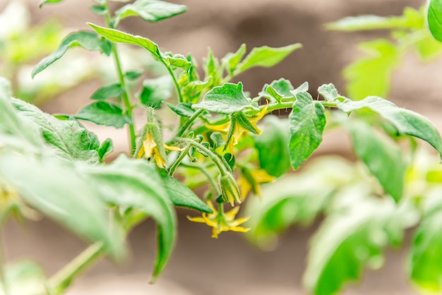 Young tomato plant in greenhouse