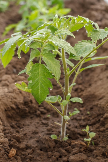 Young tomato plant with water drops on the garden bed. Growing tomatoes in the garden and greenhouse. Shallow depth of field.