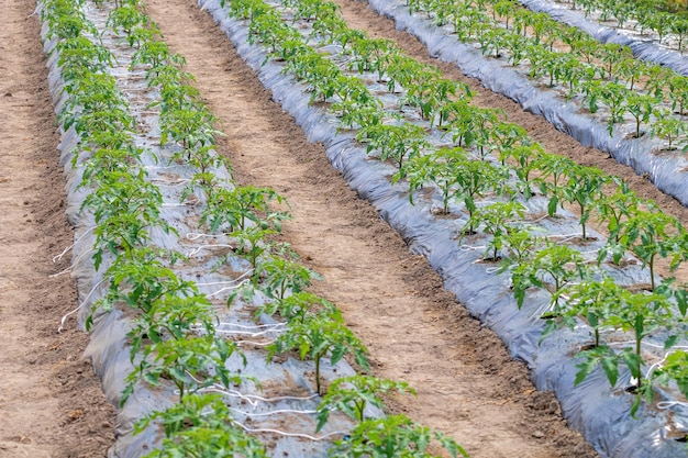 Young tomato plants growing in a greenhouse