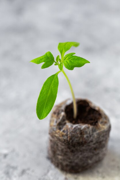 写真 若いトマト植物。泥炭錠剤のトマトの苗