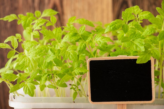 Young tomato plants with a label for the inscription