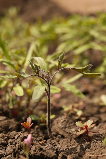 Young tomato seedling growing in soil closeup