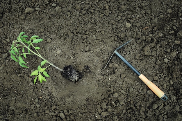 The young tomato seedling ready to plant in the ground