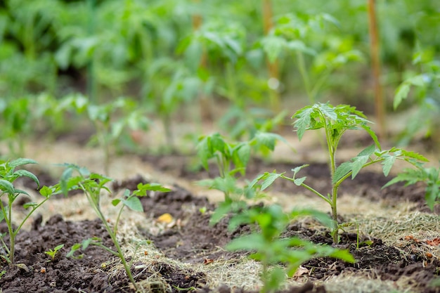 Young tomato seedlings Growing tomatoes on the vine tomatoes growing the branches Green vegetables