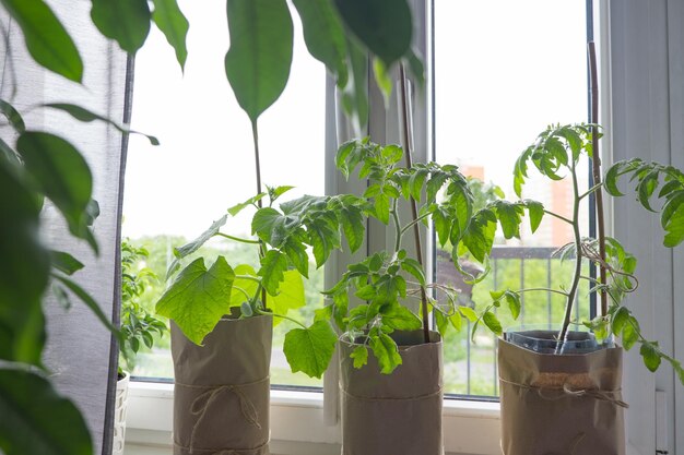 Young tomato seedlings and pepper seedlings grow at home on the windowsill near the window or on the