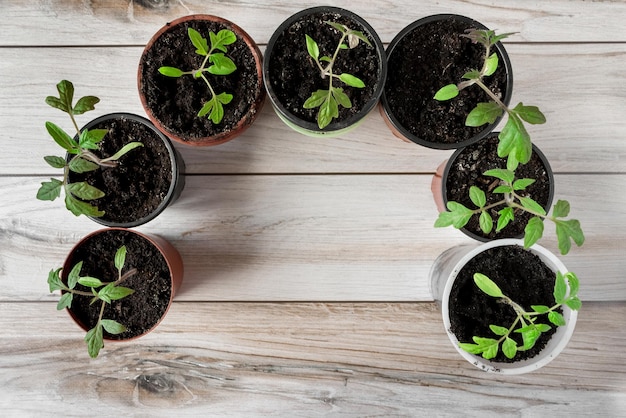 A young tomato seedlings in a pot on a wooden background.