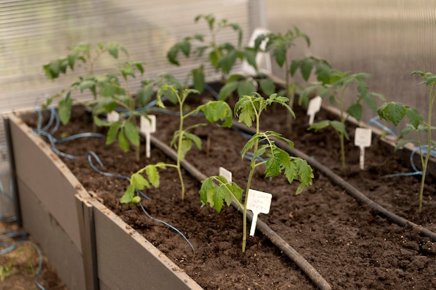 Young tomato seedlings Solanum lycopersicum growing in a watered bed in a greenhouse