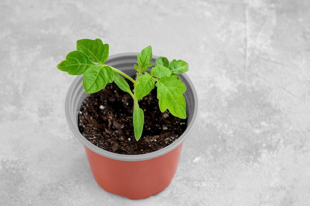 A young tomato sprout growing in a pot on the window Home gardening