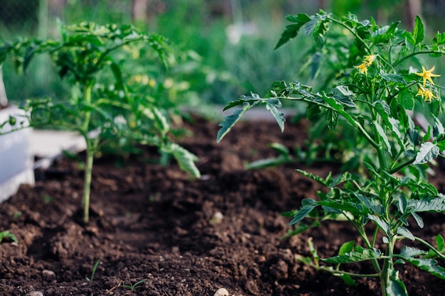 Young tomatoes in the garden Tomato bushes are blooming Growing vegetables in rural areas Care and treatment of plants Future harvest