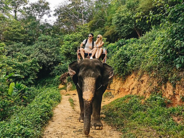 若い観光客はジャングルタイを通って象に乗っています