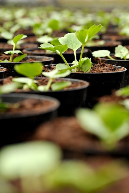 Young transplanted seedlings in a nursery