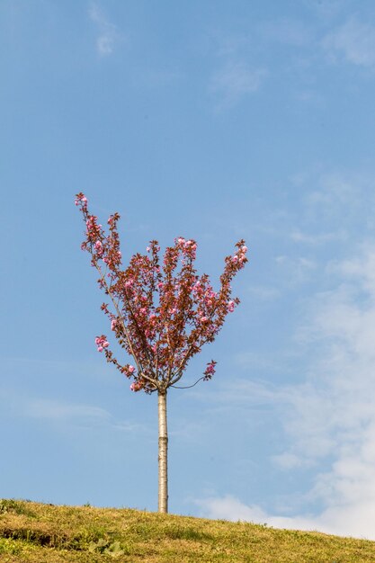 Young tree blooming in flowers