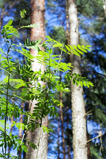 Foto giovane albero nella foresta in un giorno di sole