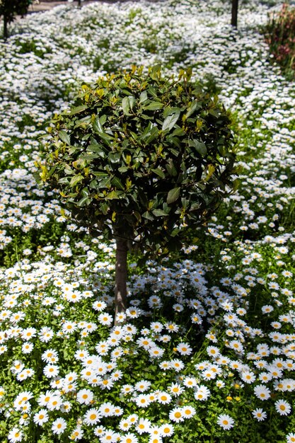 写真 花壇の白いヒナギクの花を背景に若い木