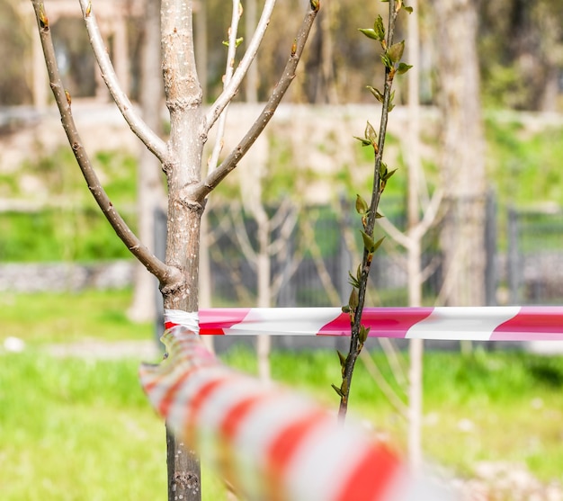 Photo a young tree is fenced with a signal red and white ribbon nature conservation concept selfisolation