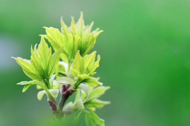 Young tree leaves on green blurred background with copy space for text Spring postcard