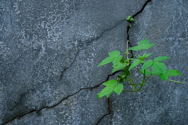 ひびの入ったコンクリートの床を通して成長する若い木の植物