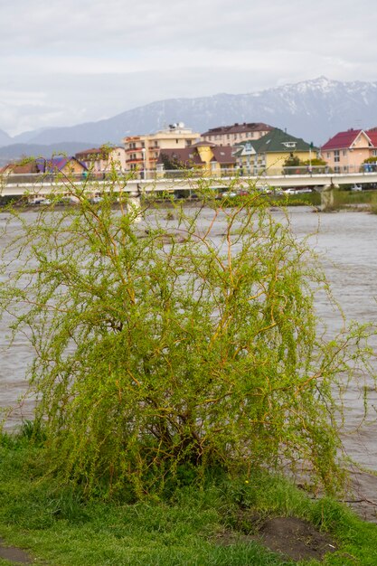 Un giovane albero sulla riva del fiume in città, primavera