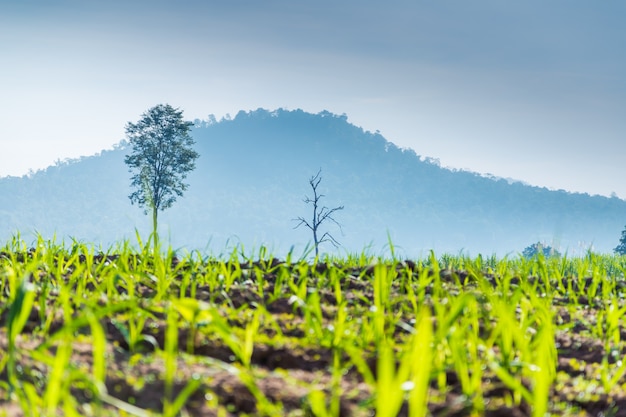 Young tree of sugar cane