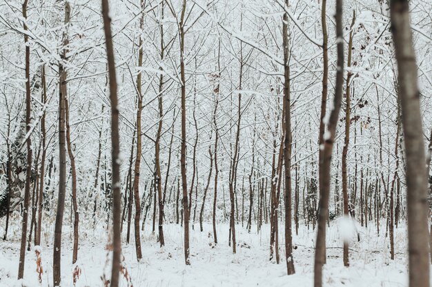 Young trees are covered with snow