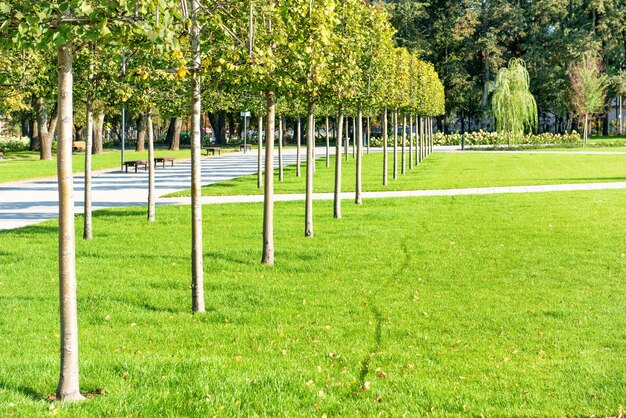 Young trees in green sunny park with grass