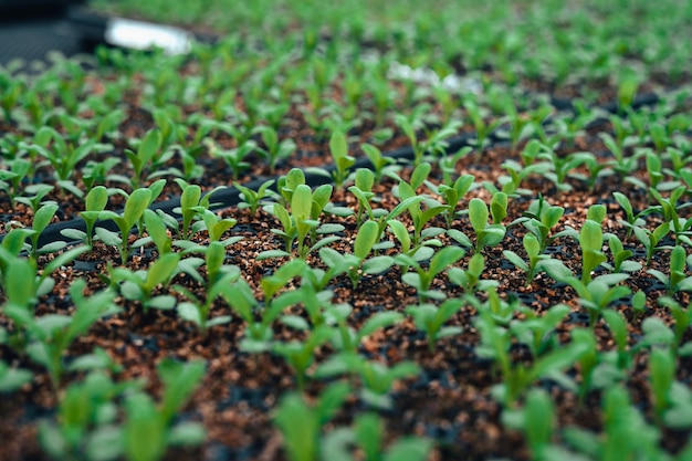 Young trees in the planting plot