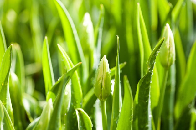 Young tulip blossoms field nature background