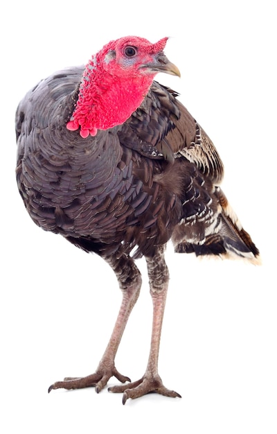 Young turkey bird isolated