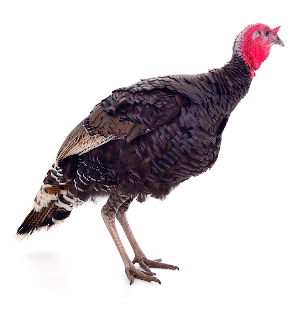 Young turkey bird isolated