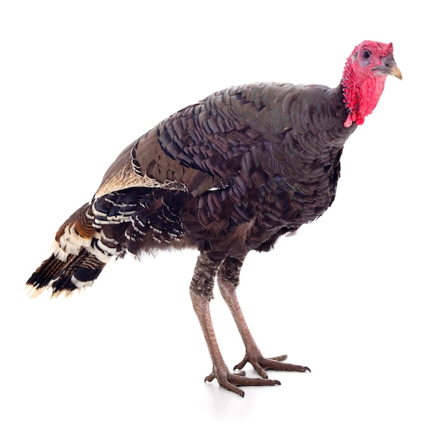 Young turkey bird isolated