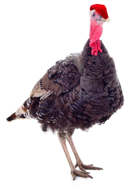 Young turkey bird in a Santa Claus hat