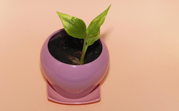 Photo young turmeric leaves newborn plant buds in pink pot studio photo isolated on cream background