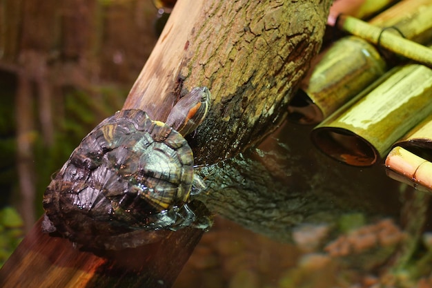 young turtle resting on rock