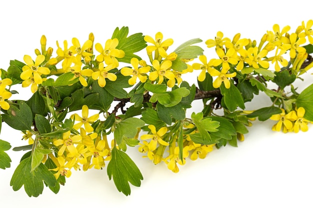 Young twig of black curran with flowers and foliaget isolated on white background