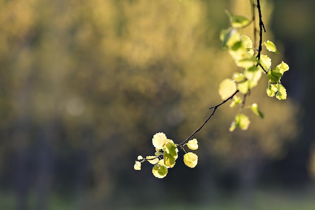 Young twig with leaves in the sunset light