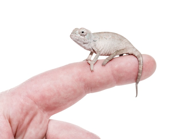 Young veiled chameleon, Chamaeleo calyptratus, against white background