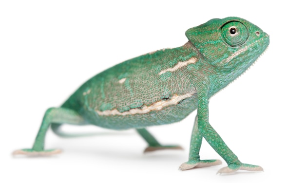 Young veiled chameleon, Chamaeleo calyptratus