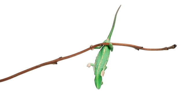 Young veiled chameleon, Chamaeleo calyptratus