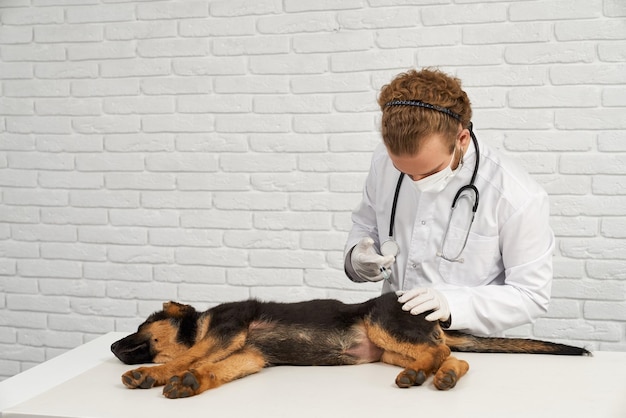 Young vet injecting german shepherd