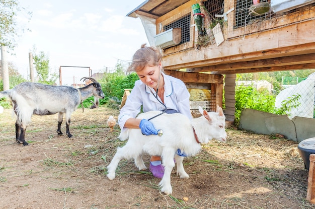 Young veterinarian woman with stethoscope holding and examining goat kid on ranch