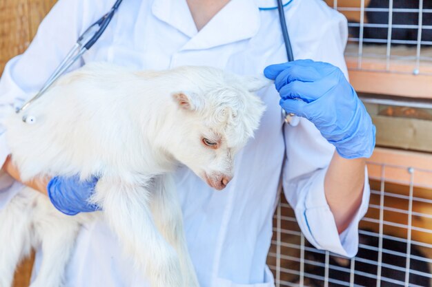 Young veterinarian woman with stethoscope holding and examining goat kid on ranch