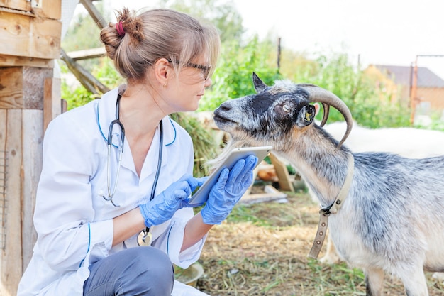 Giovane donna veterinaria con computer tablet esaminando capra su sfondo ranch. il medico veterinario controlla la capra in una fattoria ecologica naturale. cura degli animali e concetto di allevamento ecologico.