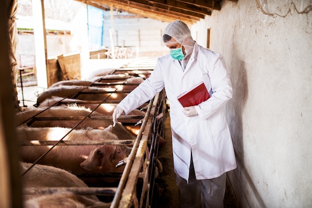 Young veterinary checking pigs in a pigsty.